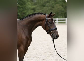 KWPN, Ruin, 9 Jaar, 167 cm, Bruin