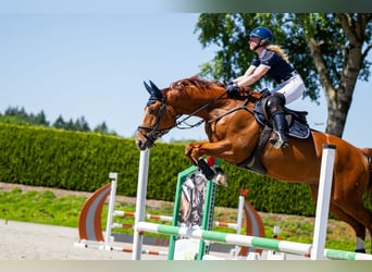 KWPN, Ruin, 9 Jaar, 167 cm, Vos