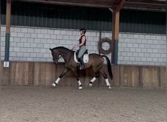 KWPN, Ruin, 9 Jaar, 168 cm, Bruin
