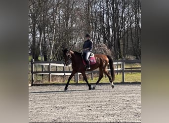 KWPN, Ruin, 9 Jaar, 168 cm, Donkerbruin