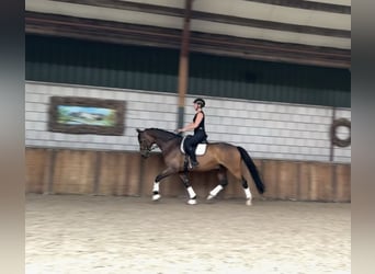 KWPN, Ruin, 9 Jaar, 168 cm, Donkerbruin