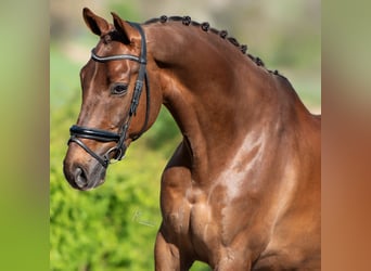 KWPN, Ruin, 9 Jaar, 168 cm, Donkere-vos
