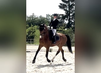 KWPN, Ruin, 9 Jaar, 168 cm, Roodbruin