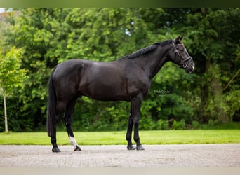 KWPN, Ruin, 9 Jaar, 168 cm, Zwartbruin