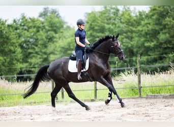 KWPN, Ruin, 9 Jaar, 168 cm, Zwartbruin