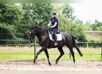 KWPN, Ruin, 9 Jaar, 168 cm, Zwartbruin