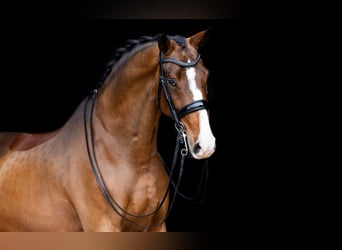KWPN, Ruin, 9 Jaar, 170 cm, Brauner