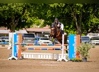 KWPN, Ruin, 9 Jaar, 170 cm, Bruin