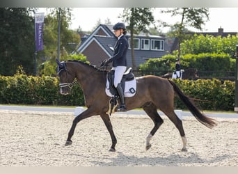 KWPN, Ruin, 9 Jaar, 170 cm, Zwart