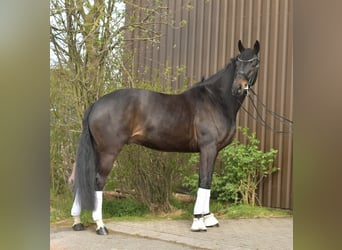 KWPN, Ruin, 9 Jaar, 171 cm, Donkerbruin