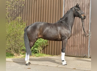 KWPN, Ruin, 9 Jaar, 171 cm, Donkerbruin