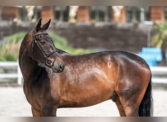 KWPN, Ruin, 9 Jaar, 172 cm, Roodbruin