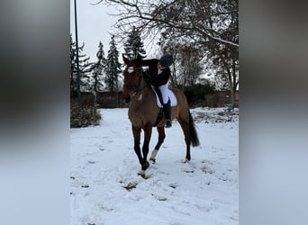KWPN, Ruin, 9 Jaar, 173 cm, Bruin