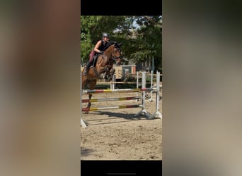 KWPN, Ruin, 9 Jaar, 173 cm, Bruin