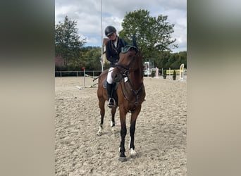 KWPN, Ruin, 9 Jaar, 173 cm, Bruin