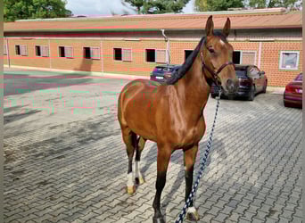KWPN, Ruin, 9 Jaar, 173 cm, Bruin