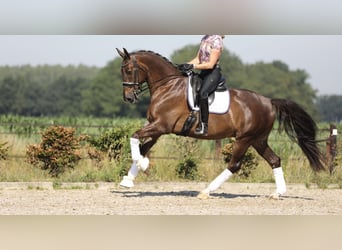 KWPN, Ruin, 9 Jaar, 173 cm, Donkere-vos