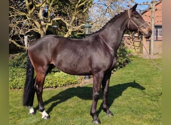 KWPN, Ruin, 9 Jaar, 174 cm, Bruin
