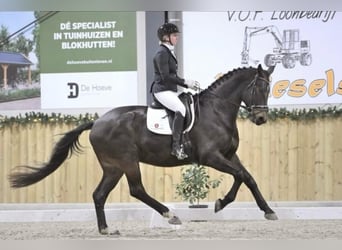 KWPN, Ruin, 9 Jaar, 174 cm, Bruin