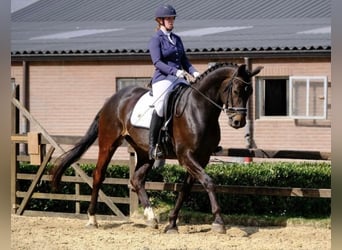 KWPN, Ruin, 9 Jaar, 174 cm, Bruin