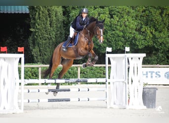 KWPN, Ruin, 9 Jaar, 174 cm, Bruin