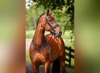 KWPN, Ruin, 9 Jaar, 180 cm, Bruin
