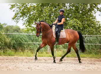 KWPN, Ruin, 9 Jaar, 180 cm, Bruin