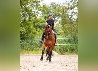 KWPN, Ruin, 9 Jaar, 180 cm, Bruin