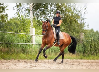 KWPN, Ruin, 9 Jaar, 180 cm, Bruin