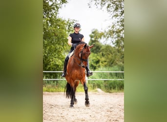 KWPN, Ruin, 9 Jaar, 180 cm, Bruin