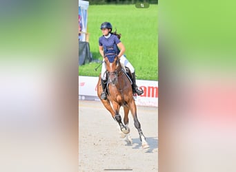 KWPN, Ruin, 9 Jaar, 180 cm, Bruin