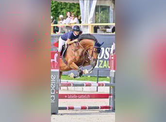 KWPN, Ruin, 9 Jaar, 180 cm, Bruin