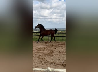 KWPN, Ruin, 9 Jaar, 182 cm, Bruin