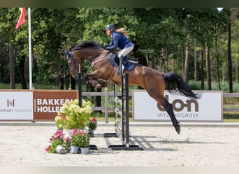KWPN, Ruin, 9 Jaar, 183 cm, Bruin