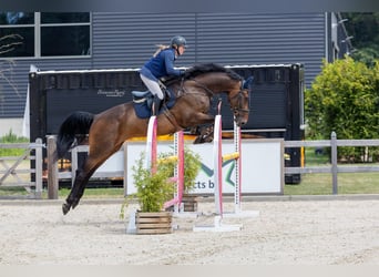 KWPN, Ruin, 9 Jaar, 183 cm, Bruin
