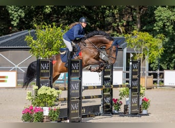 KWPN, Ruin, 9 Jaar, 183 cm, Bruin