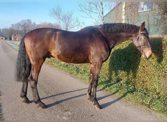 KWPN, Ruin, 9 Jaar, 183 cm, Bruin