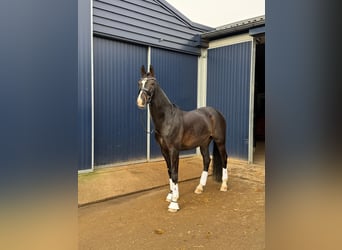 KWPN, Semental, 11 años, 165 cm, Castaño oscuro