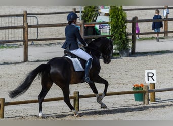 KWPN, Semental, 11 años, 165 cm, Castaño oscuro