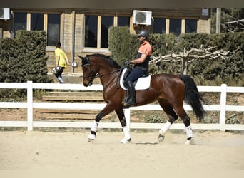 KWPN, Semental, 13 años, 172 cm, Castaño rojizo