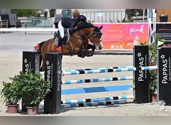 KWPN, Semental, 14 años, 163 cm, Castaño