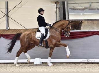 KWPN, Semental, 14 años, 175 cm, Alazán