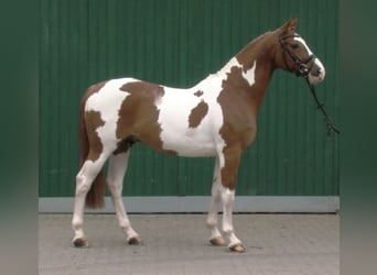 KWPN, Semental, 15 años, 165 cm, Pío