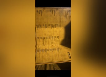 KWPN, Semental, 1 año, 130 cm, Morcillo