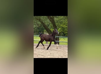 KWPN, Semental, 1 año, 140 cm, Negro