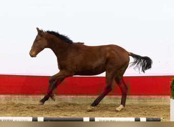 KWPN, Semental, 1 año, 150 cm, Castaño