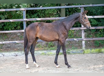 KWPN, Semental, 1 año, 155 cm, Castaño oscuro