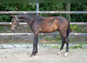 KWPN, Semental, 1 año, 155 cm, Castaño oscuro