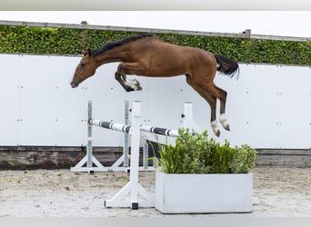 KWPN, Semental, 1 año, 159 cm, Castaño