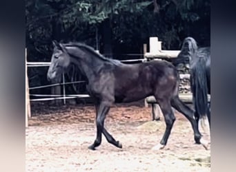 KWPN Mestizo, Semental, 1 año, 160 cm, Negro